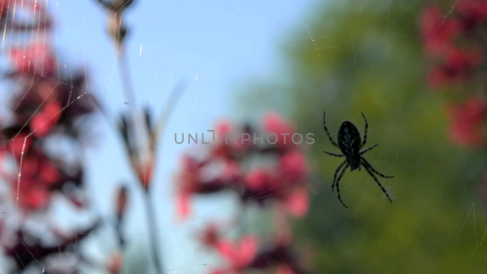 The spider is hanging on its web. Creative. A dark little spider on a web next to beautiful pink flowers in the grass