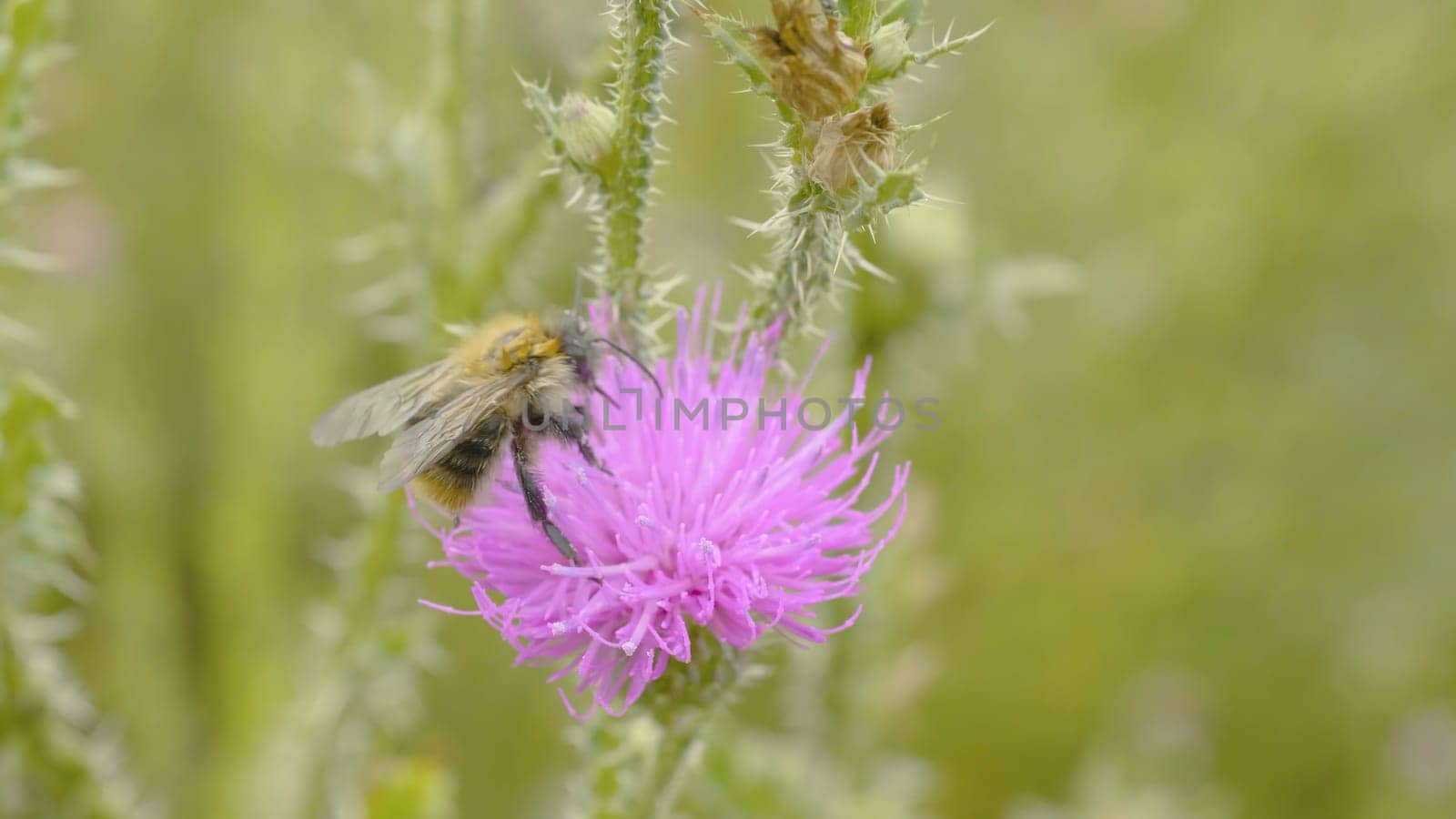 A bee collecting nectar from purple cosmos flower, macro.