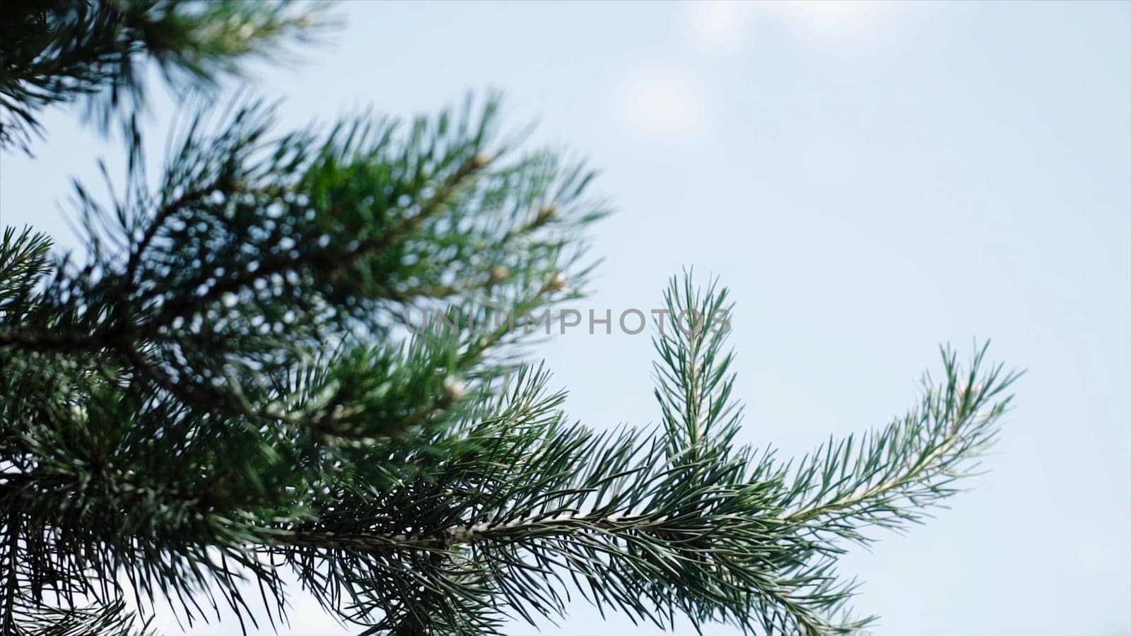 Green prickly branches of a fur-tree or pine. Nice fir branches. Close up. Bright evergreen fresh pine tree green needles branches. New fir-tree needles, conifer.
