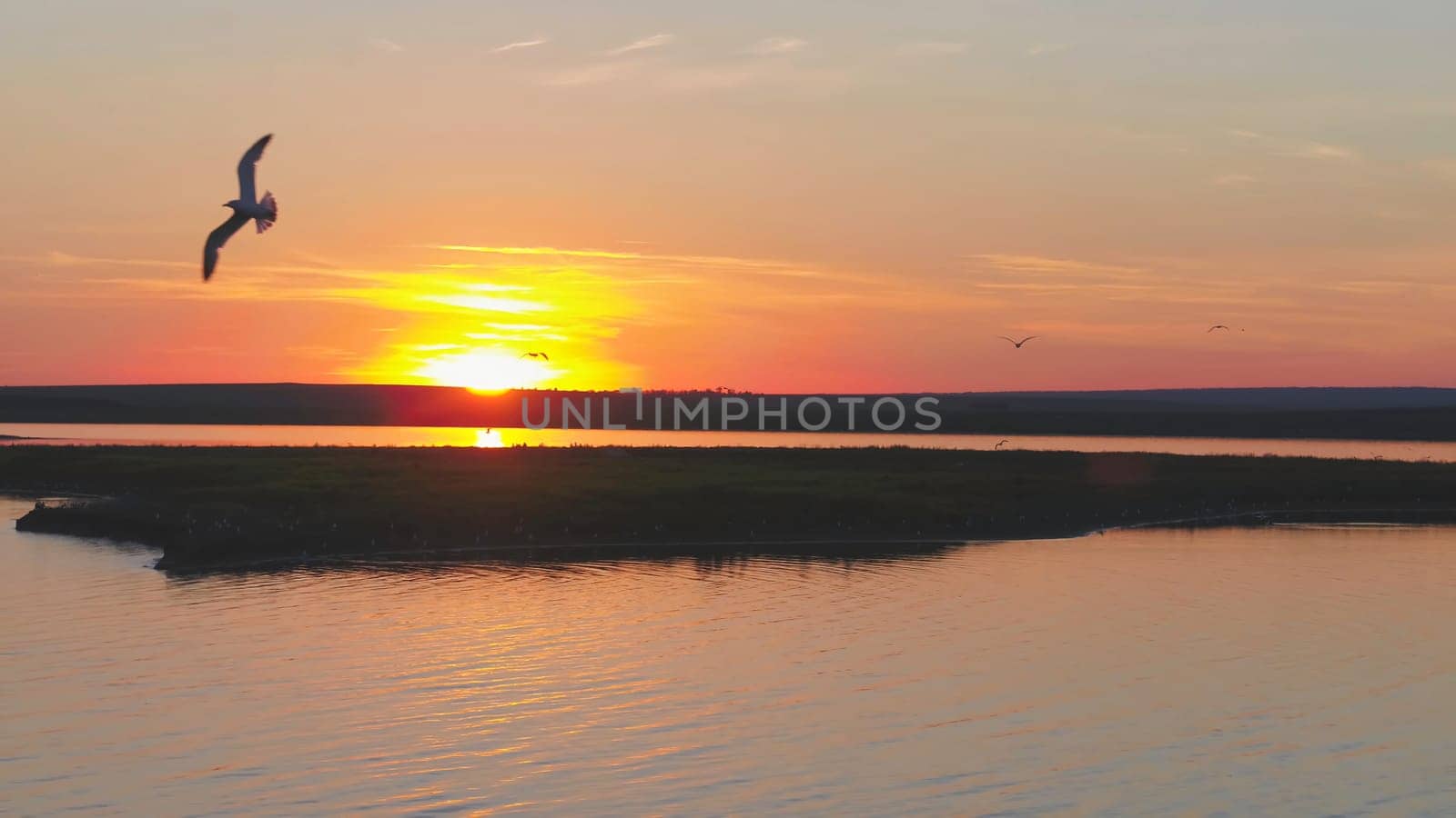 Seagulls bird fly above the river at sunset time. Birds fly at sunset. Sunset on the river, aerial.