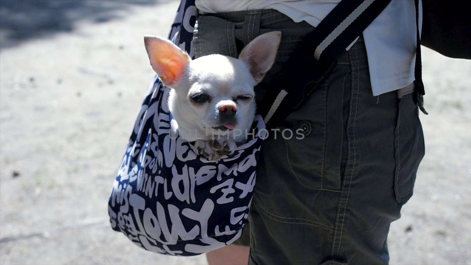 Little lovely dog in the dark blue bag of traveller, sunny day. Clip. Little white dog in travel bag. The concept of traveling with Pets.