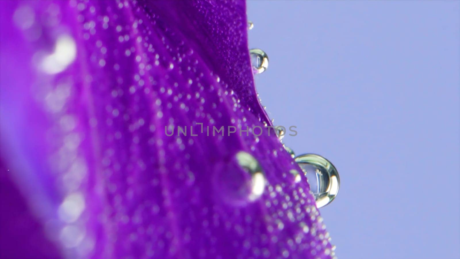 Close-up of beautiful flower petals under water. Stock footage. Delicate and bright flower petals in clear water. Flower under water with bubbles.