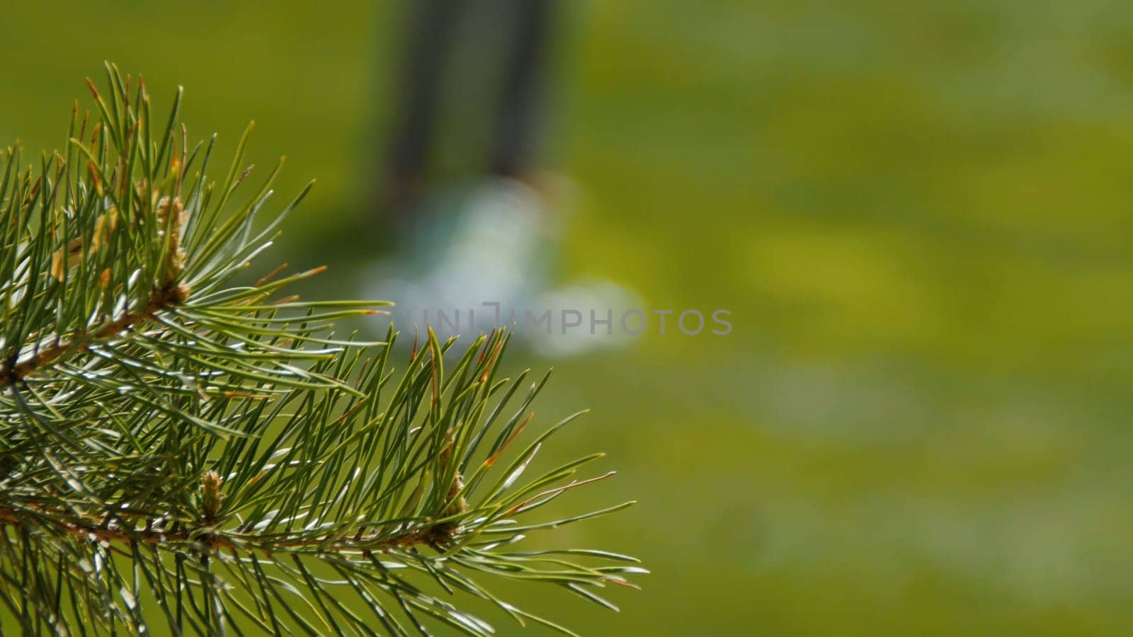 Coniferous branch on a green meadow Golf club in the background golfer.