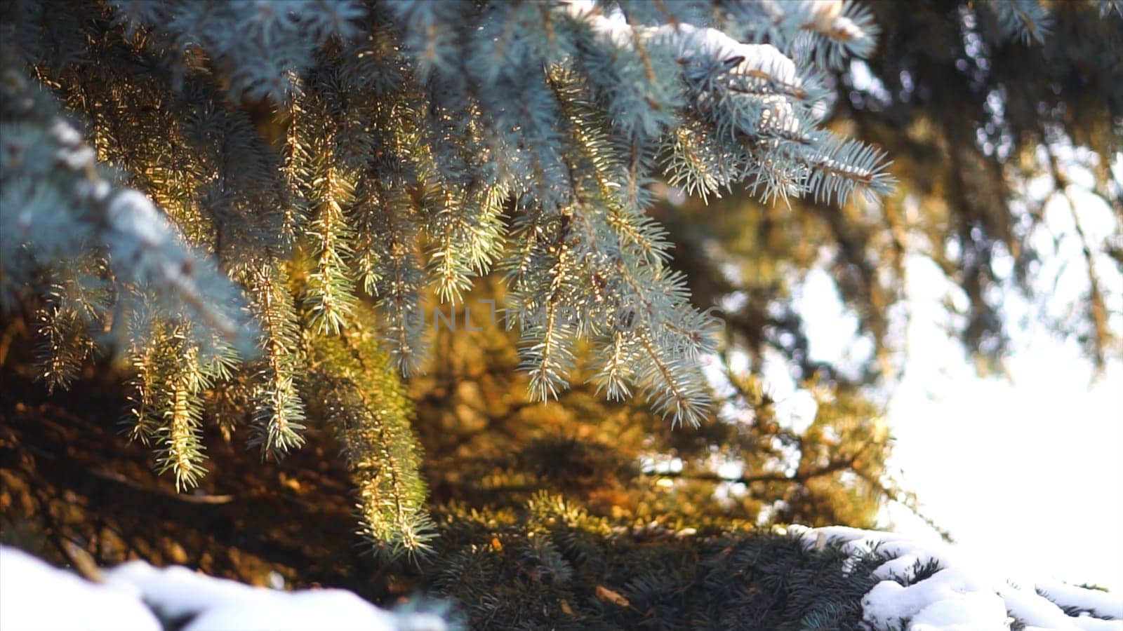 Close-up of spruce branches in snow in sunlight. Branches of blue spruce with snow are beautifully illuminated by warm sunlight in frosty winter.