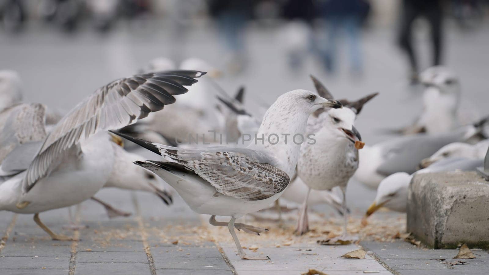 Big birds in the park. Action.Huge white gulls that eat food on the street and peck it with their big beaks. High quality 4k footage