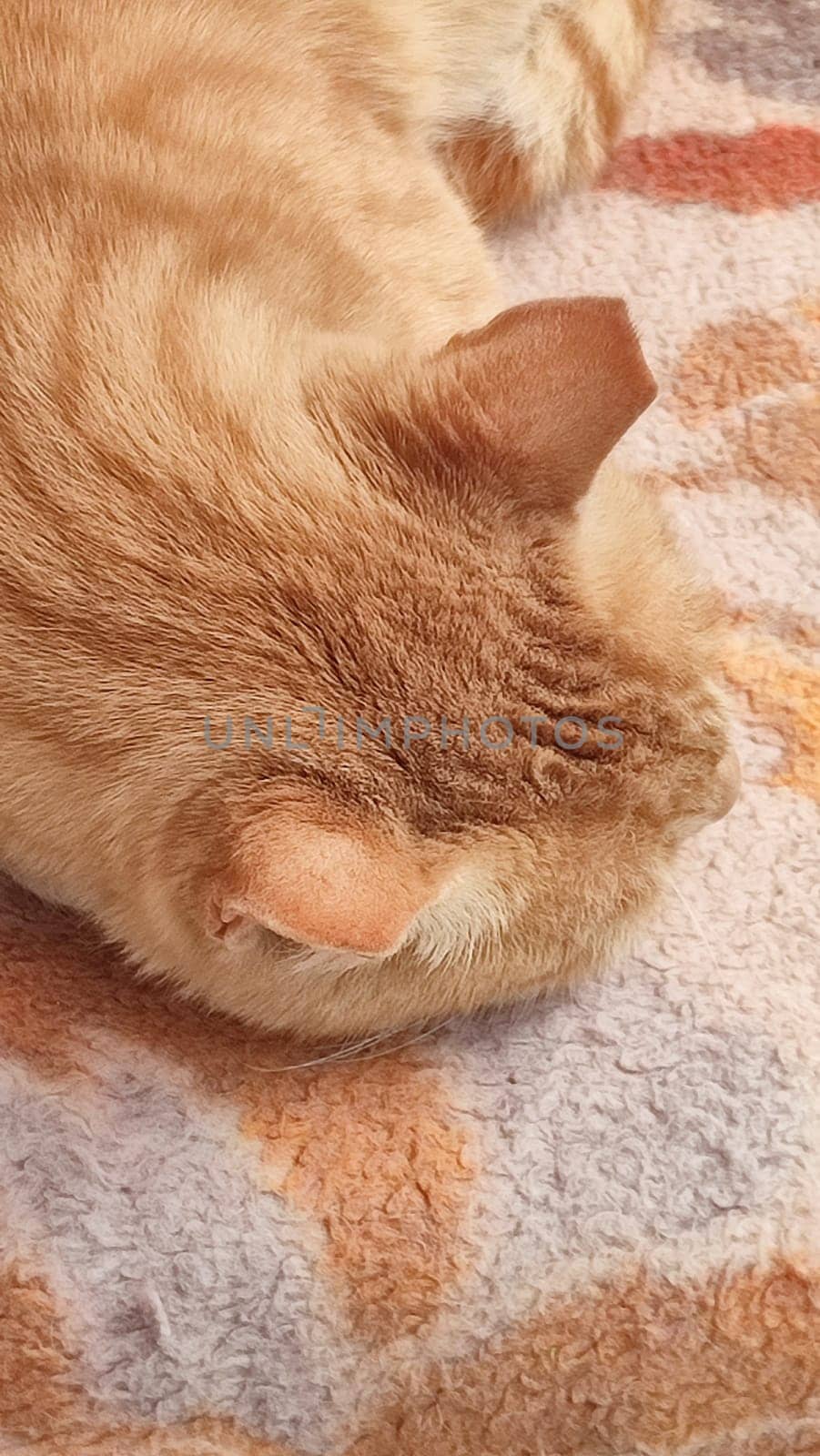 red cat sleeping on a blanket, pets, animals. High quality photo