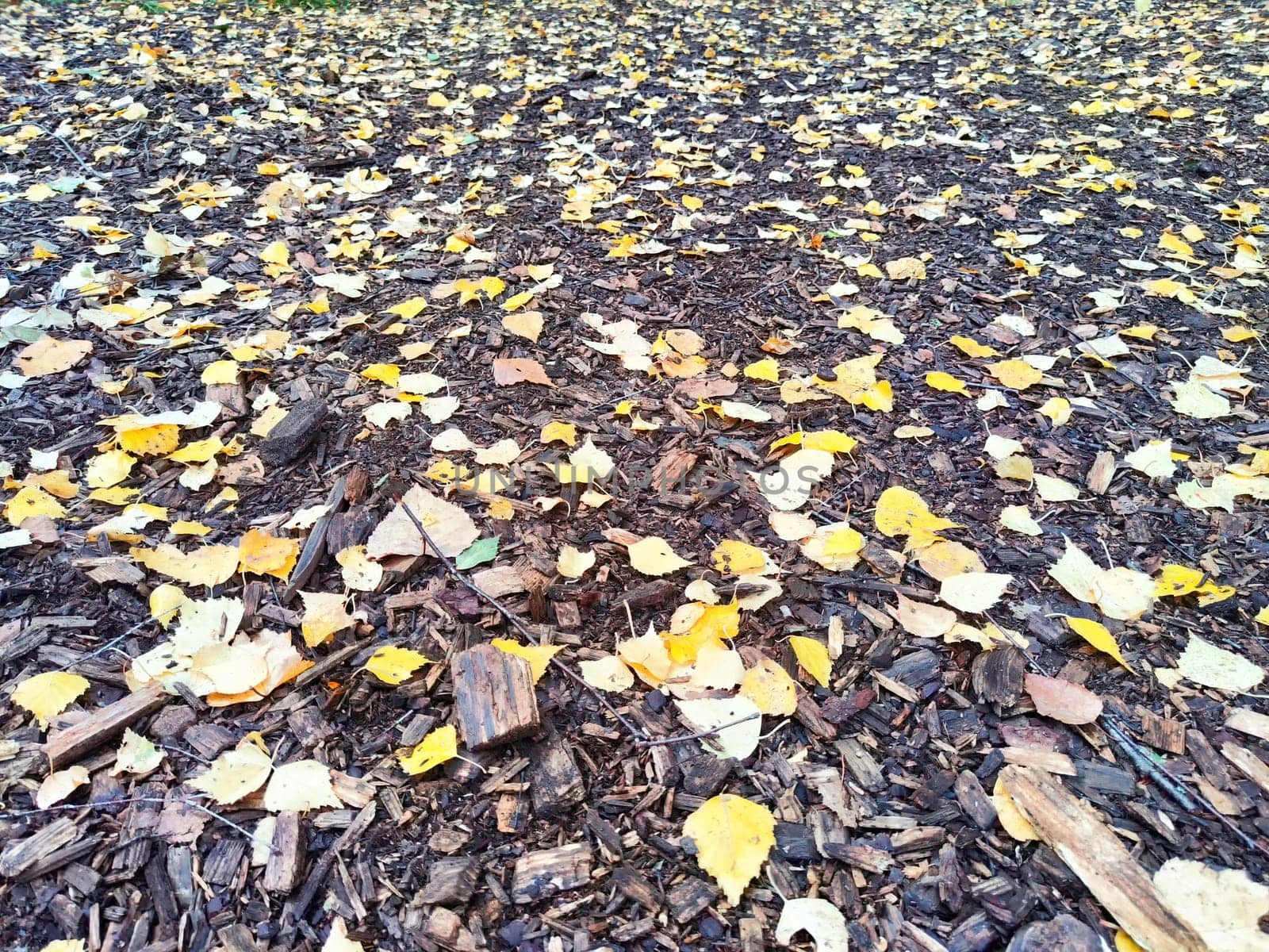 Scattering of yellow birch leaves on old gray damp sawdust. Autumn abstract Background, texture, frame, copy space, place for text by keleny