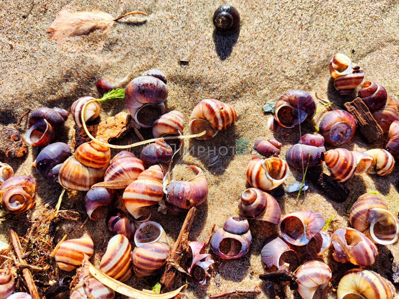 Snail shell background, texture, pattern, frame, copy space, place for text. Abstract Marine background and pattern