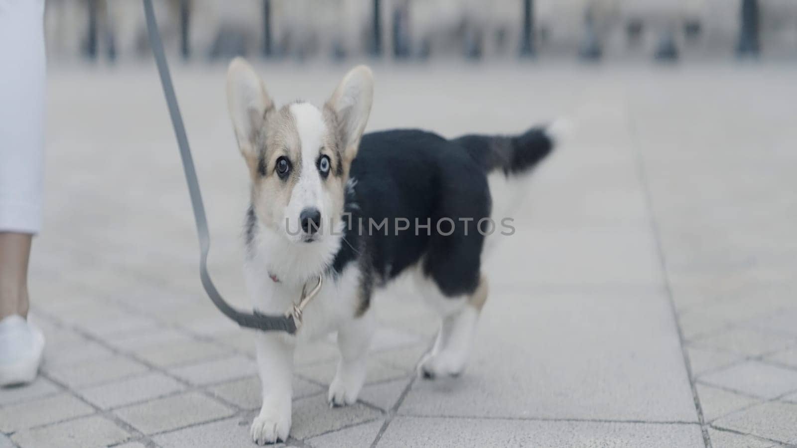 Adorable dog walking around the city on a leash. Action. Cute puppy with different eye color