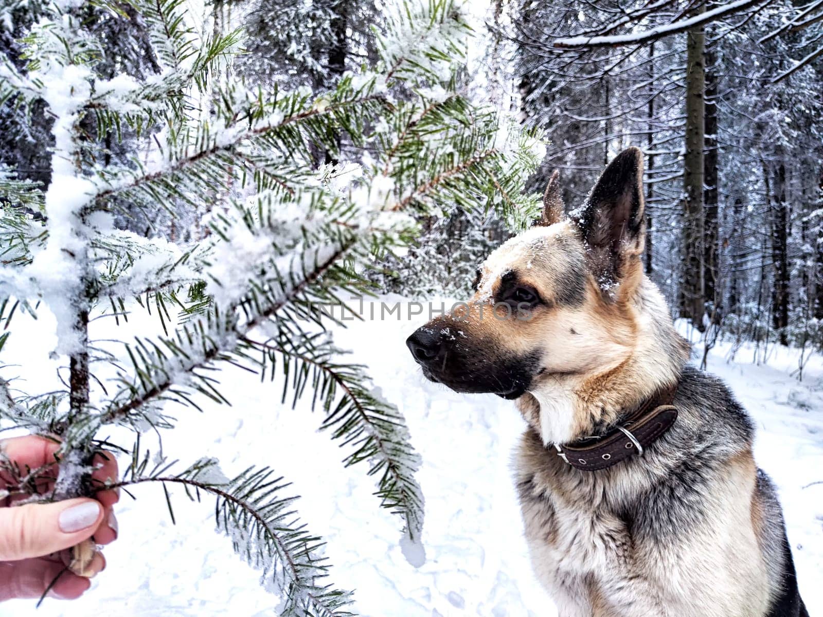 Dog German Shepherd in forest or in park in a winter day and white snow arround. Waiting eastern European dog veo and white snow