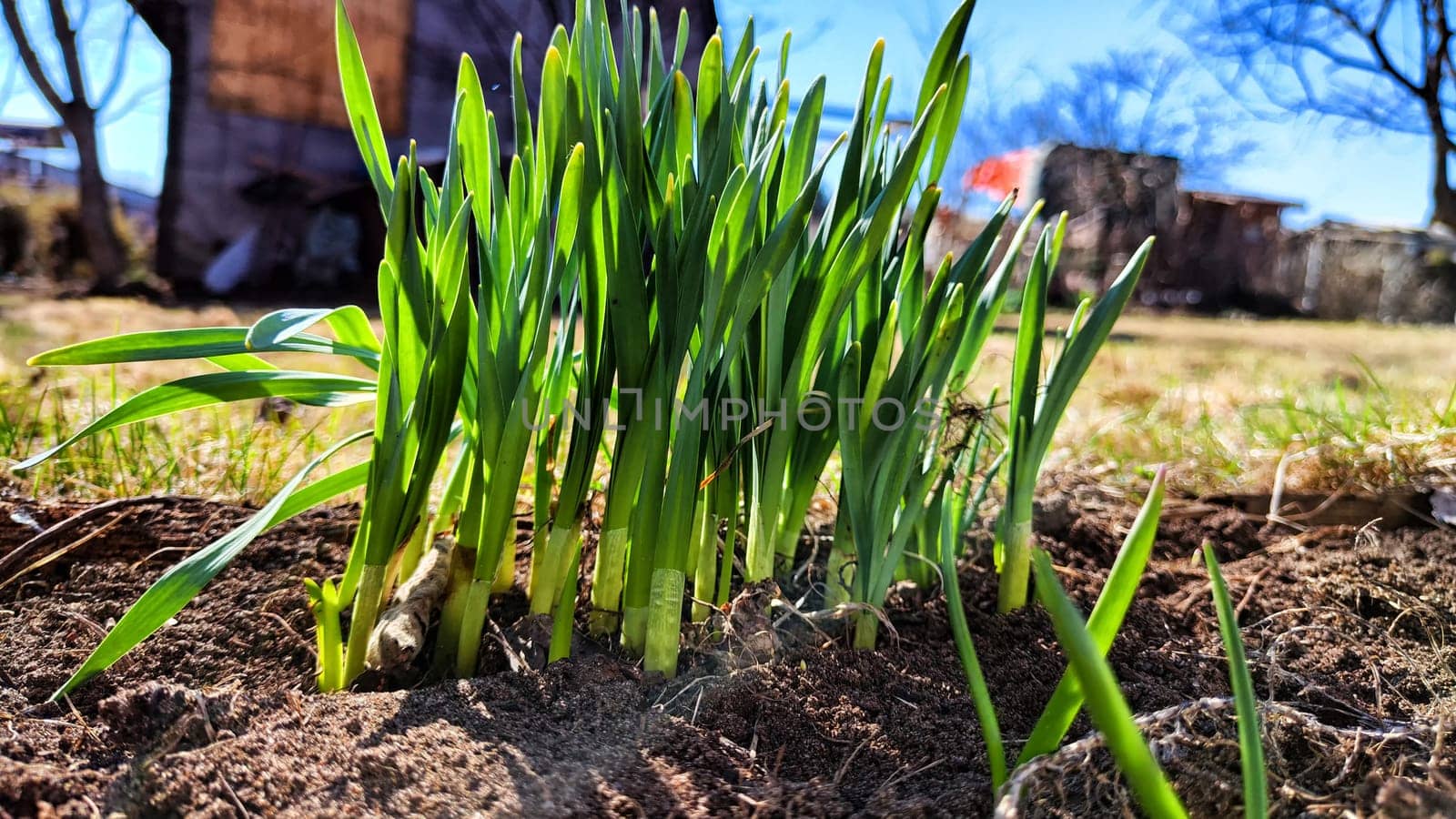Small sprouts of fresh greenery on the earth on the bed of sunny spring day