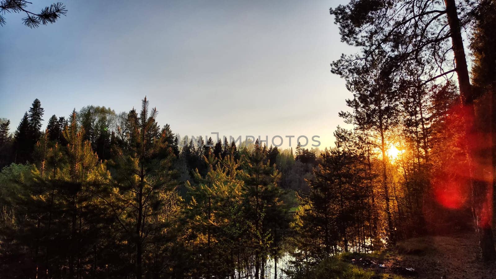 A pine forest with trees, trunks, water of a river or lake, illuminated by the summer, autumn, or spring evening sun. A beautiful natural landscape for a postcard or wallpaper
