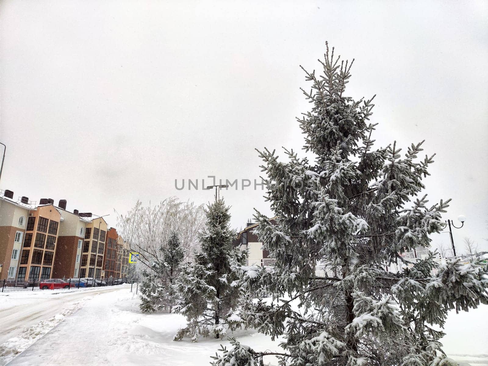 Snow-covered spruce in a forest on a frosty day. Fir branches in the snow