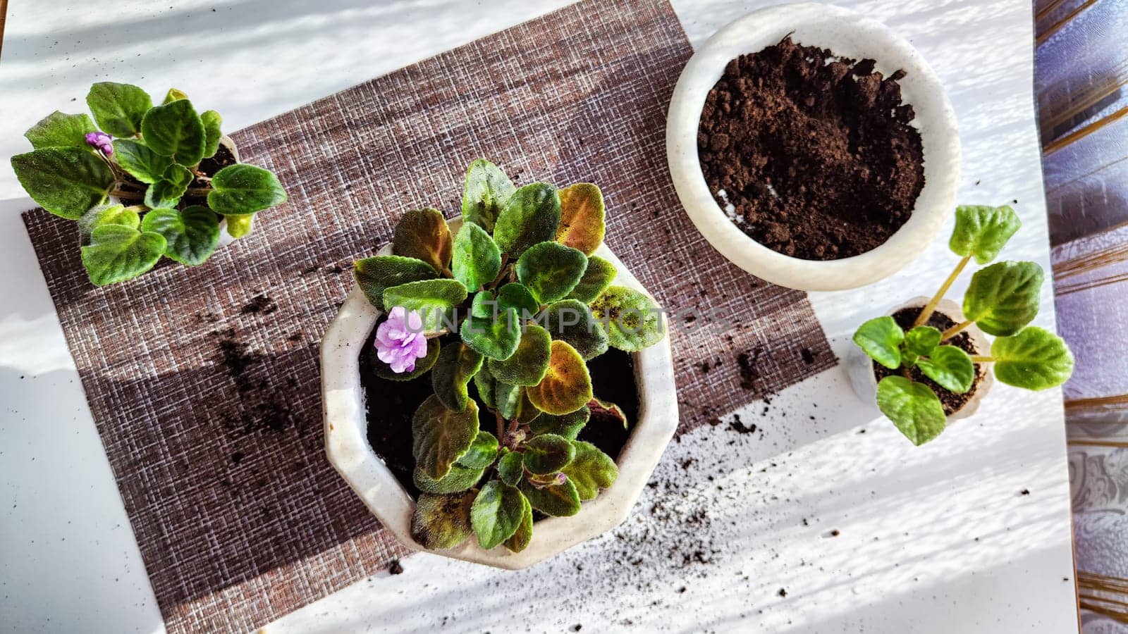 Transplant and plant violet flower senpolia into a new pot. Home flower and care for it. Plants and creating comfort in the house
