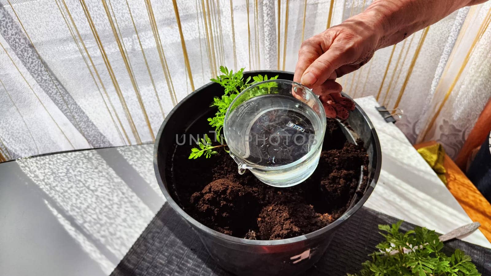 Planting marigold flowers in a pot. Reproduction of plants in spring. Young flower shoots and greenery for the garden. The hands of elderly woman, bucket of earth, green bushes and twigs with leaves