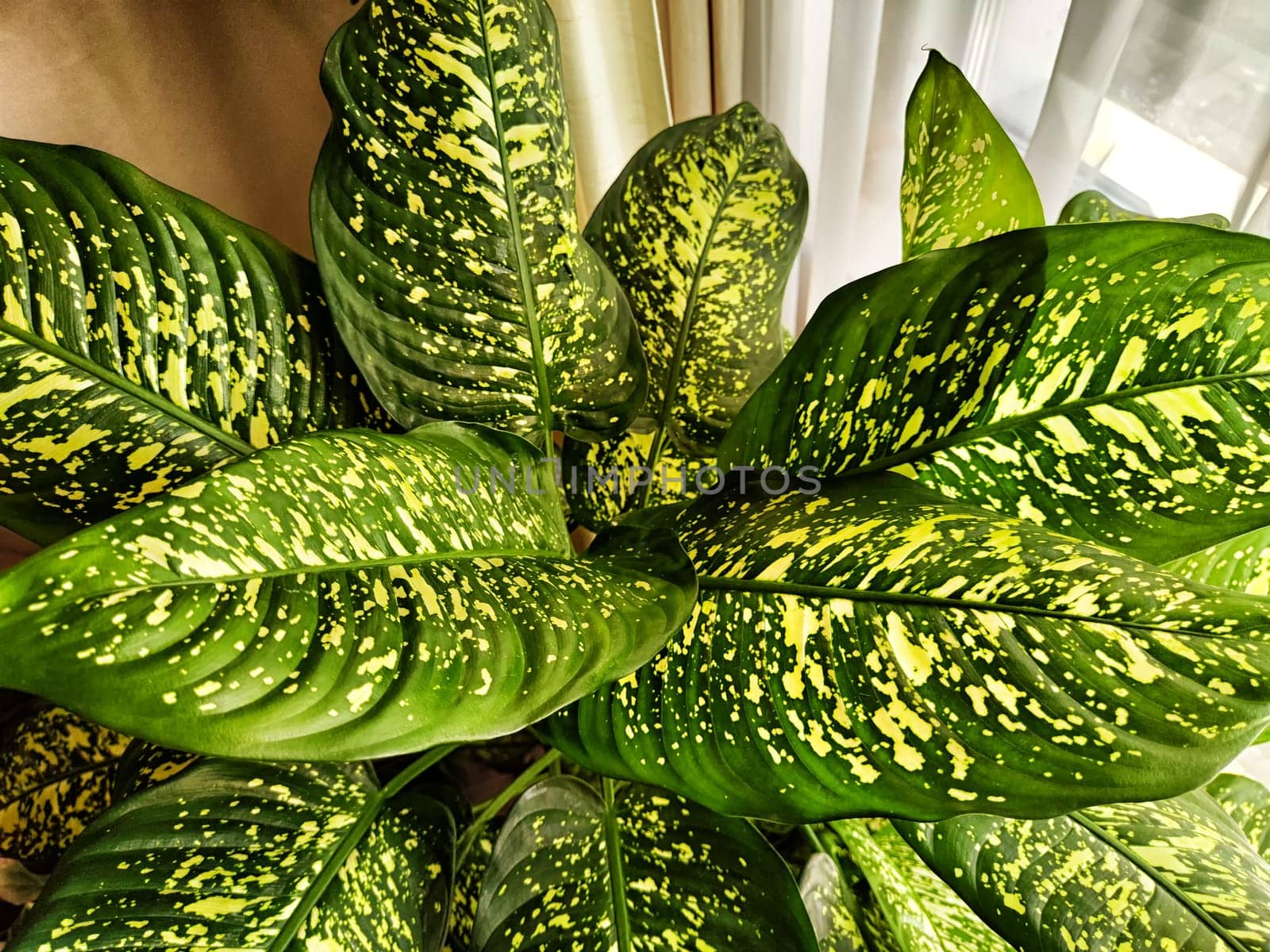 Dieffenbachia plant in a pot on a stool by the window. Retro interior in light colors. Background with plant with green leaves and fabric
