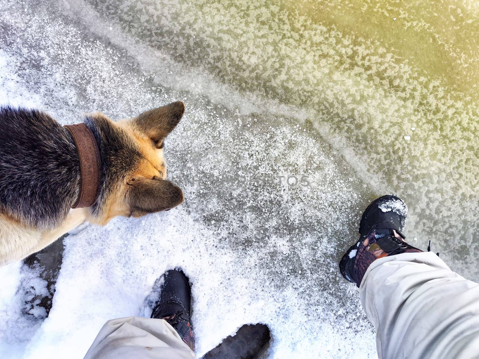 Feet of Hunter or fisherman in big warm boots And paws of dog on snow. Top view. Fisherman on ice of river, lake, reservoir on winter day with melting ice. Dangerous fishing in spring or autumn day