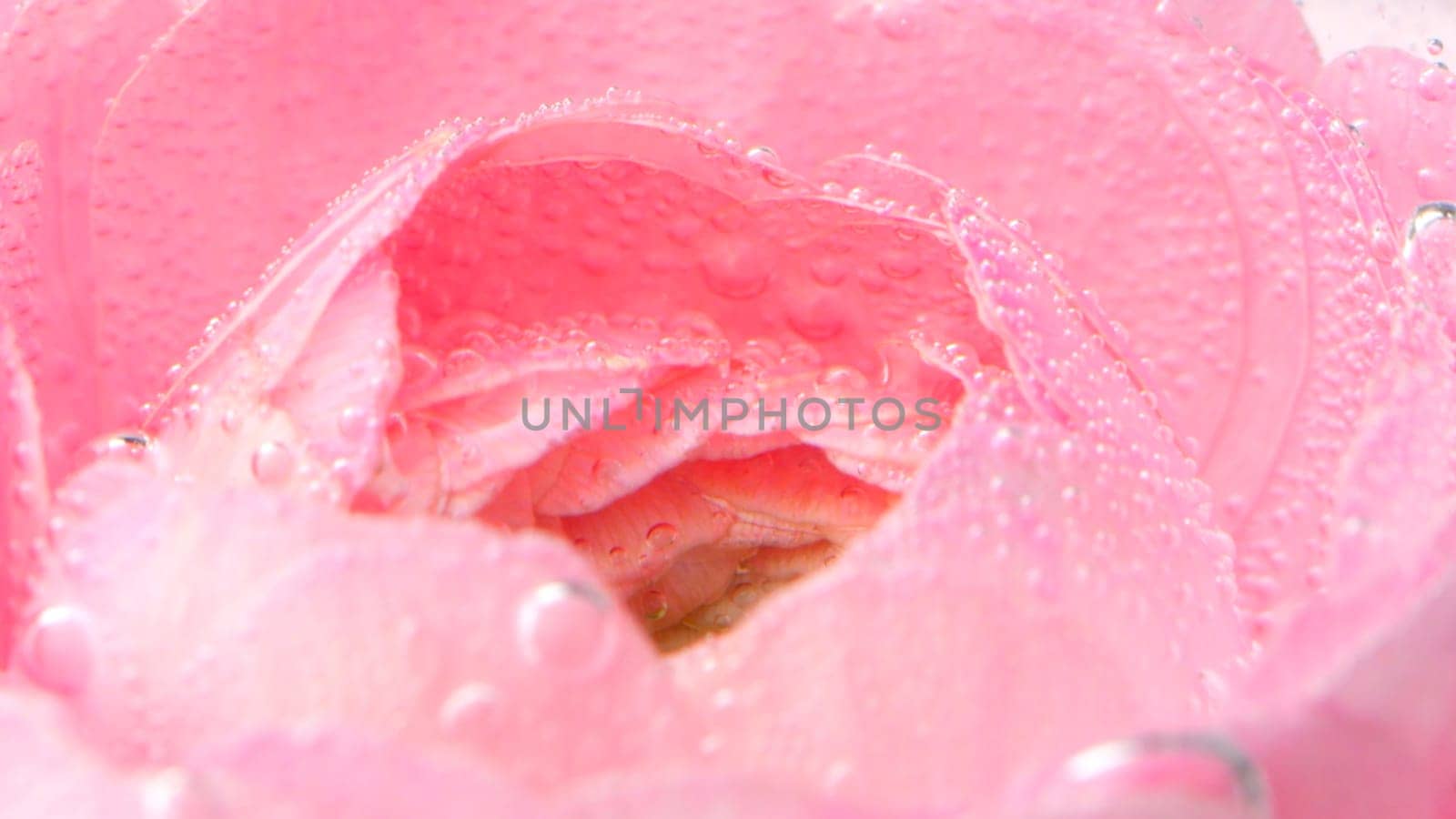 A blooming flower.Stock footage.Smoke that is allowed on the petals covered with drops of water. High quality FullHD footage