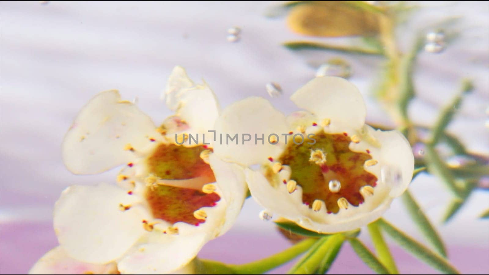 White flowers in clear water with bubbles. Stock footage. Delicate flowers in water for perfume advertising. Refreshing bubbles in water with flowers.