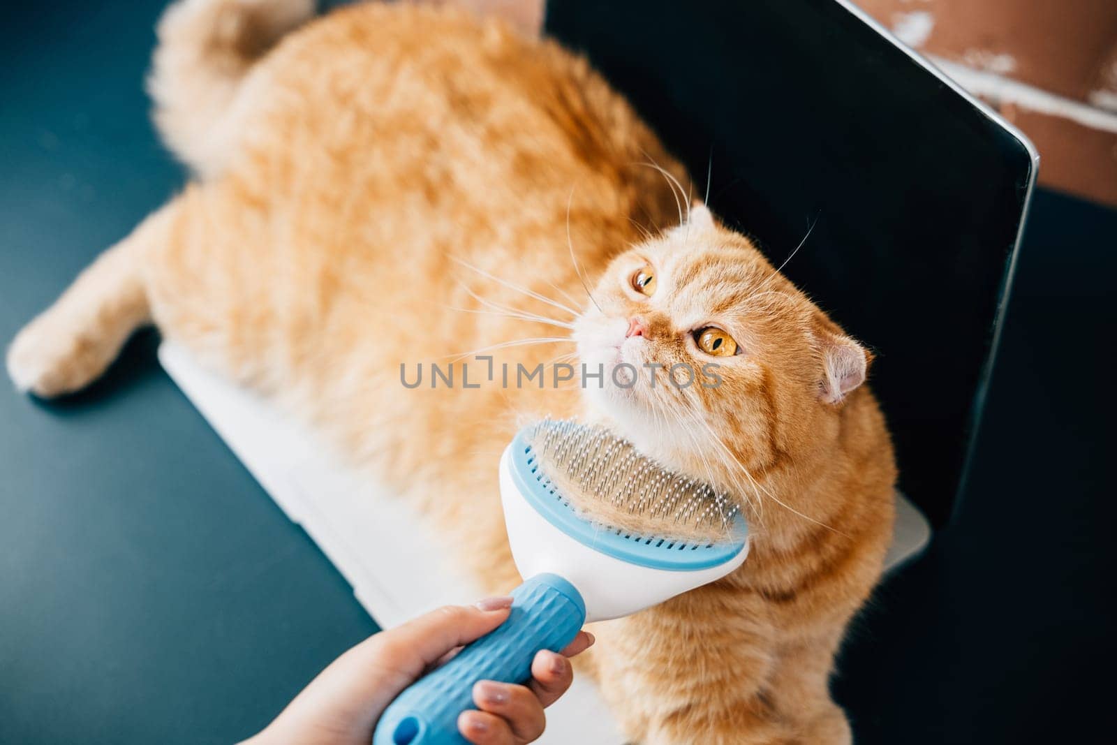 In a cozy home setting, a woman holds her Scottish Fold cat, brushing its fur with care and affection. Their owner-pet bond is evident in this heartwarming portrait. Pat love routine by Sorapop