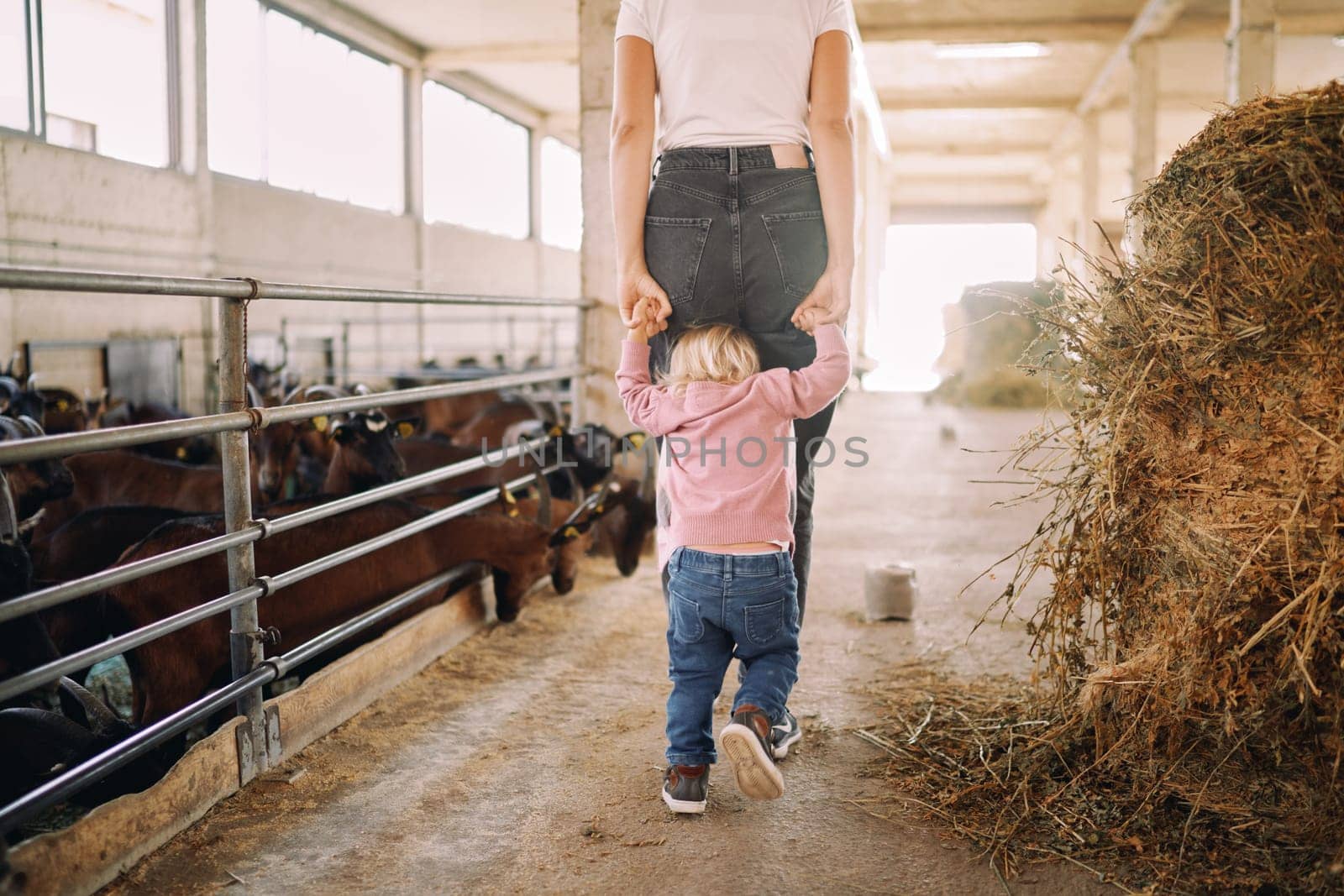 Little girl follows her mother holding her hands and looking at her feet on the farm. High quality photo