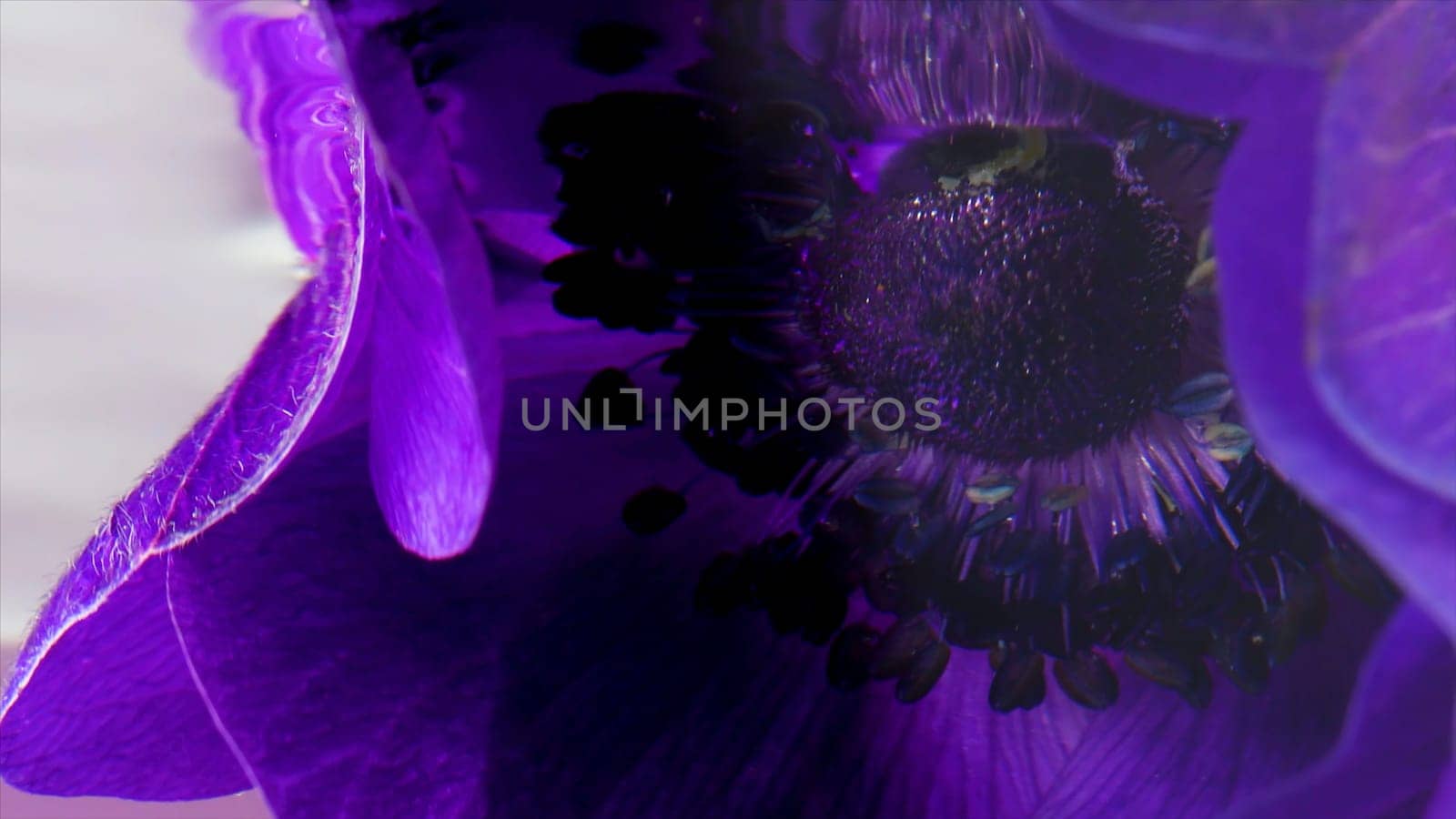 Natural summer background with a bright blooming lilac flower bud underwater. Stock footage. Beauty of nature