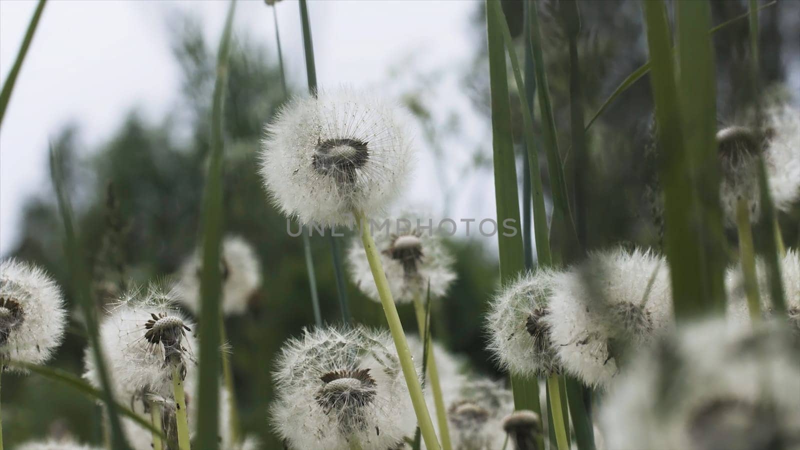 Close-up of dandelions in summer rain. Creative. Lots of fluffy dandelions in green grass on cloudy rainy day. Summer meadow with dandelions in refreshing rain.