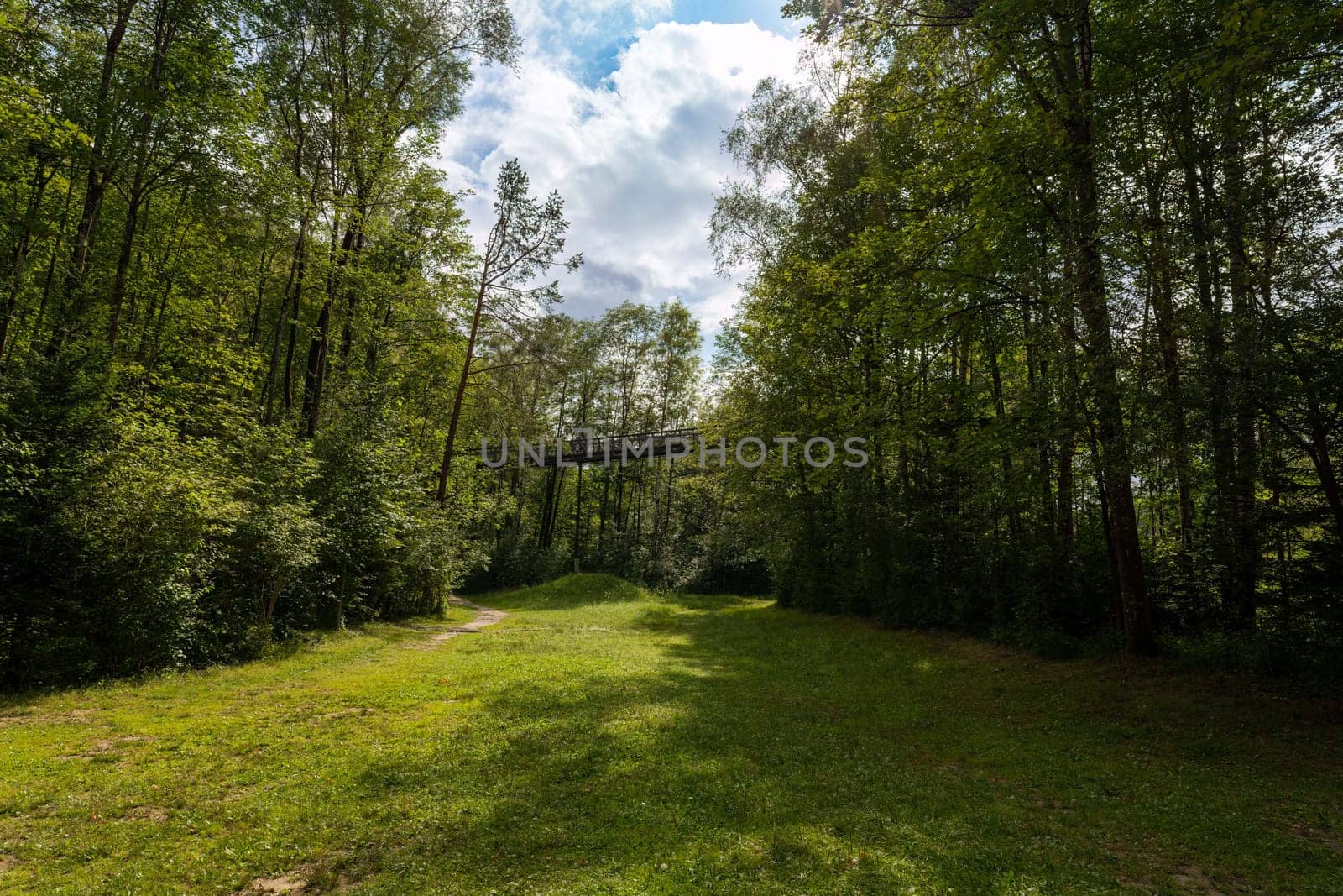 Summer View of the Treetop Path in Ziegelwies from Below.