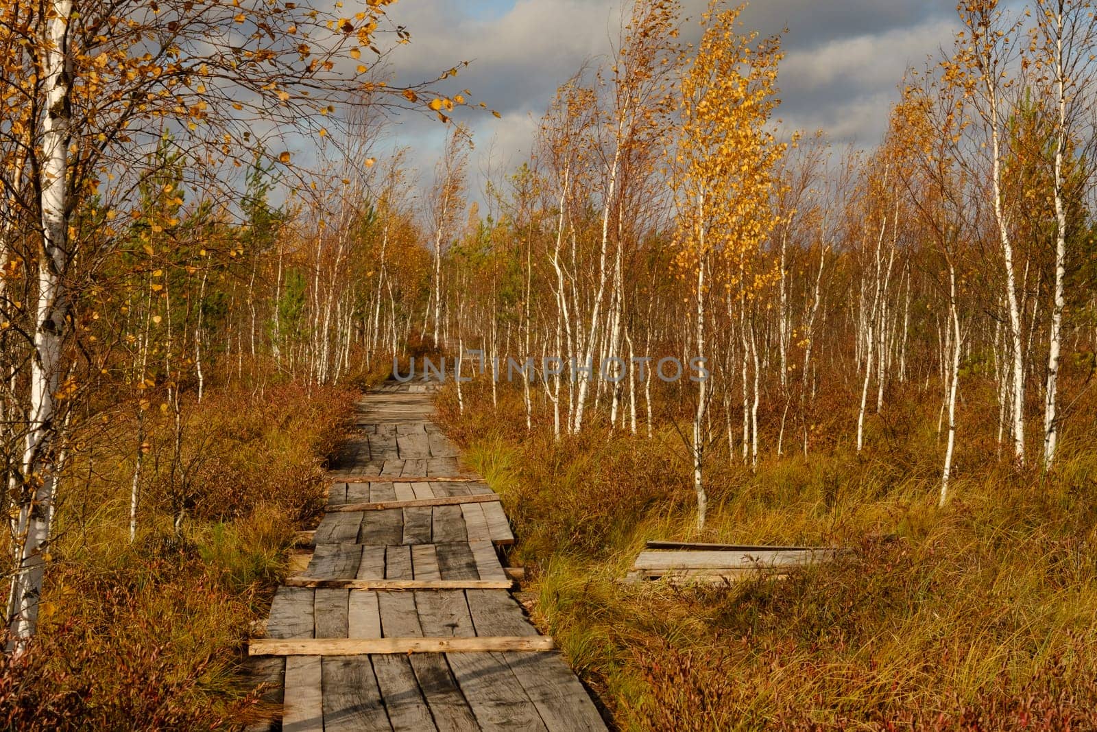 Wooden path on the swamp in Yelnya, Belarus by Lobachad