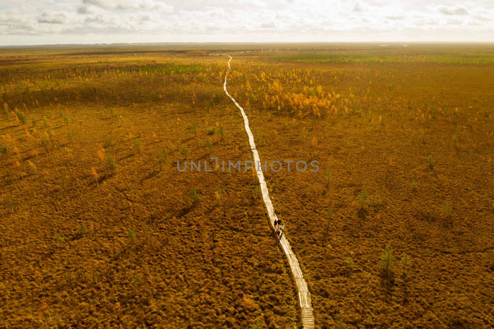 An aerial view of an autumn bog in Yelnya, Belarus, autumn. Ecosystems ecological problems climate change.