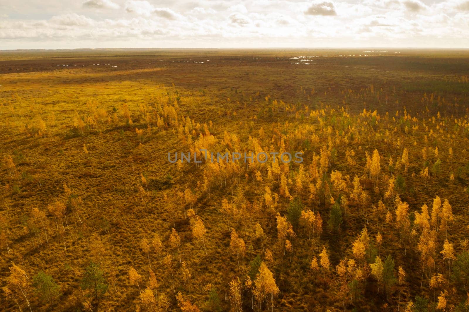 An aerial view of an autumn bog in Yelnya, Belarus, autumn. Ecosystems ecological problems climate change by Lobachad