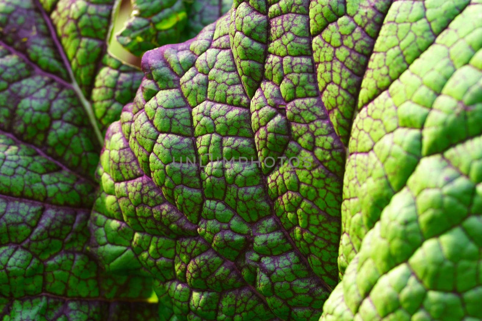 Mustard greens are one of the popular leaf vegetables harvested mustard greens in garden. by darksoul72