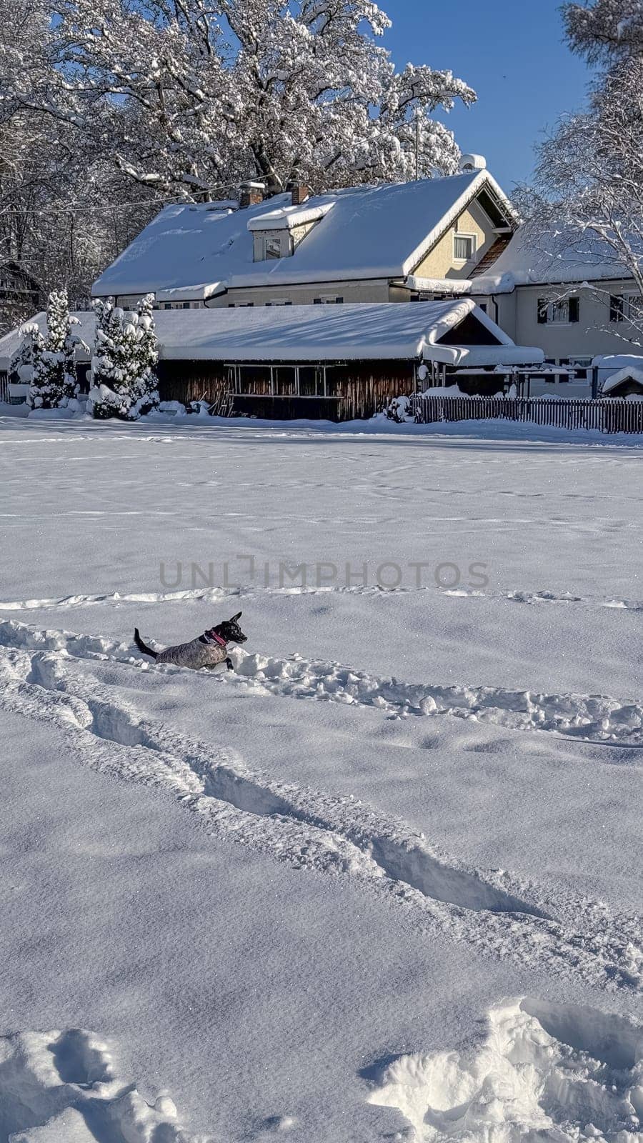 A dog is jumping through the snow in from of a snow covered house by AllesSuper