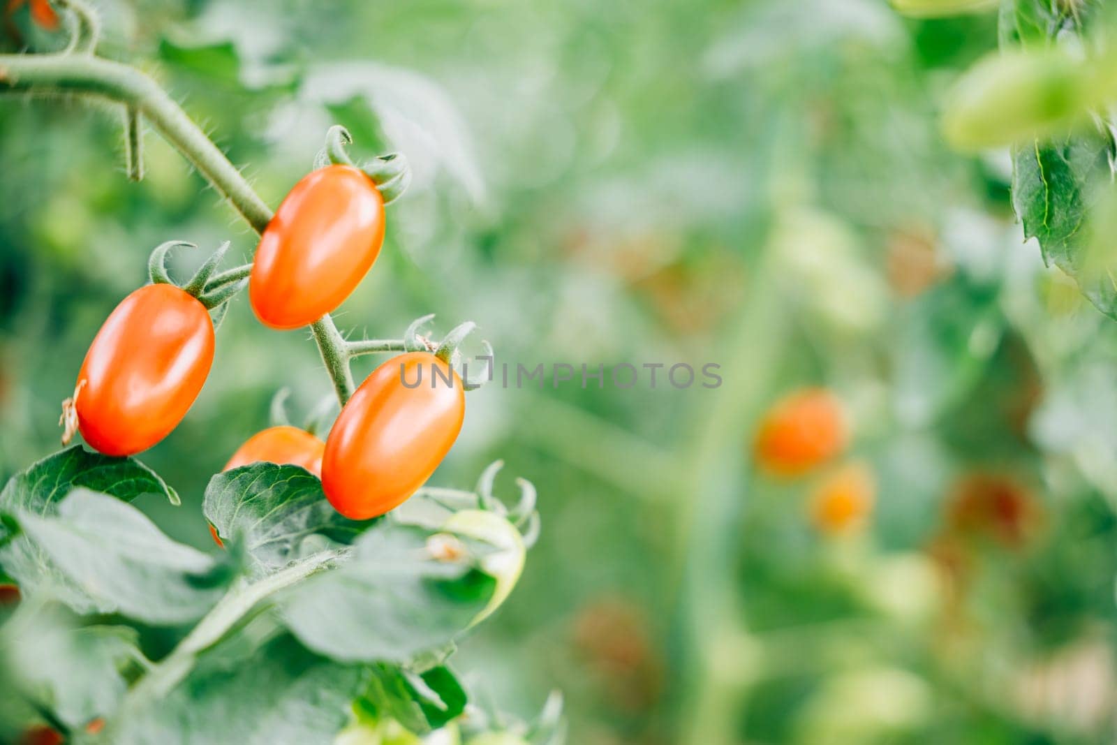 Vibrant tomatoes on a branch in the greenhouse by Sorapop