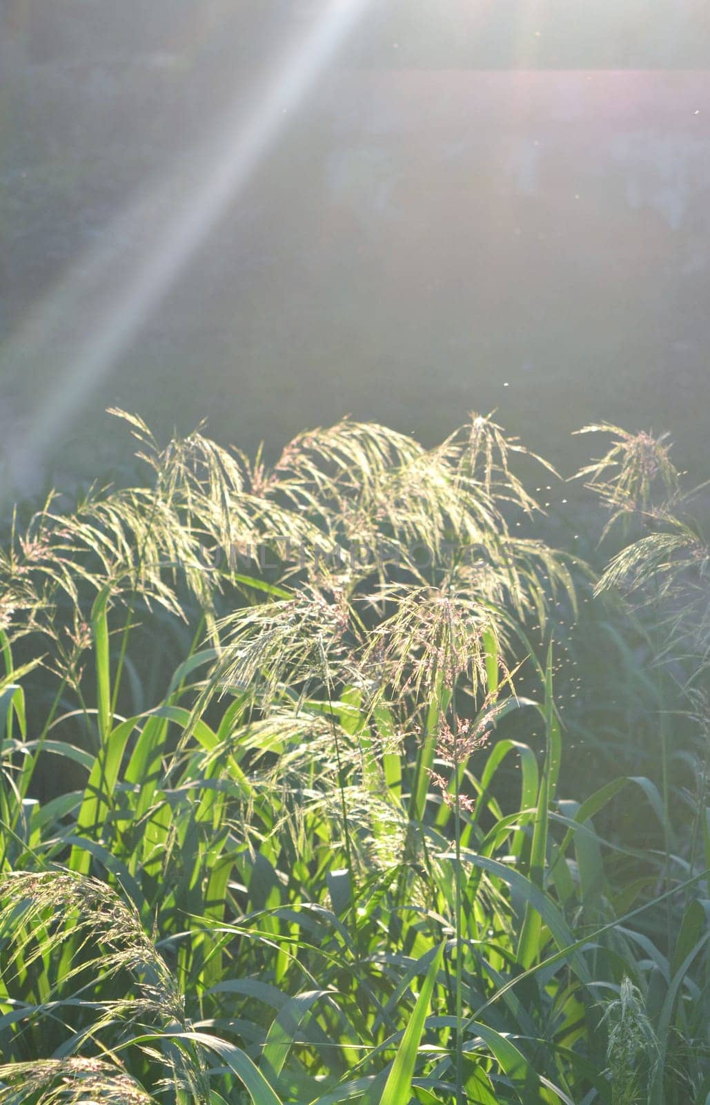 Green field grass fluffy flowering panicles with bright shining sun on sunny summer day evening. Feather grass. Natural background Nature backdrop