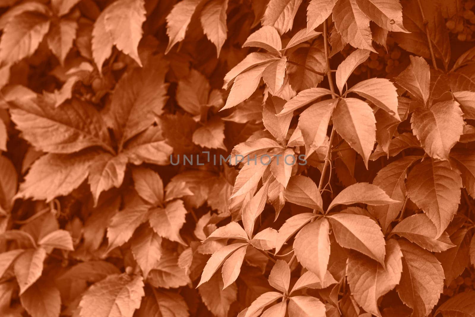 Peach fuzz grape leaves on the wall close-up. Wild grapes monochrome background. Color of the year 2024. by kizuneko