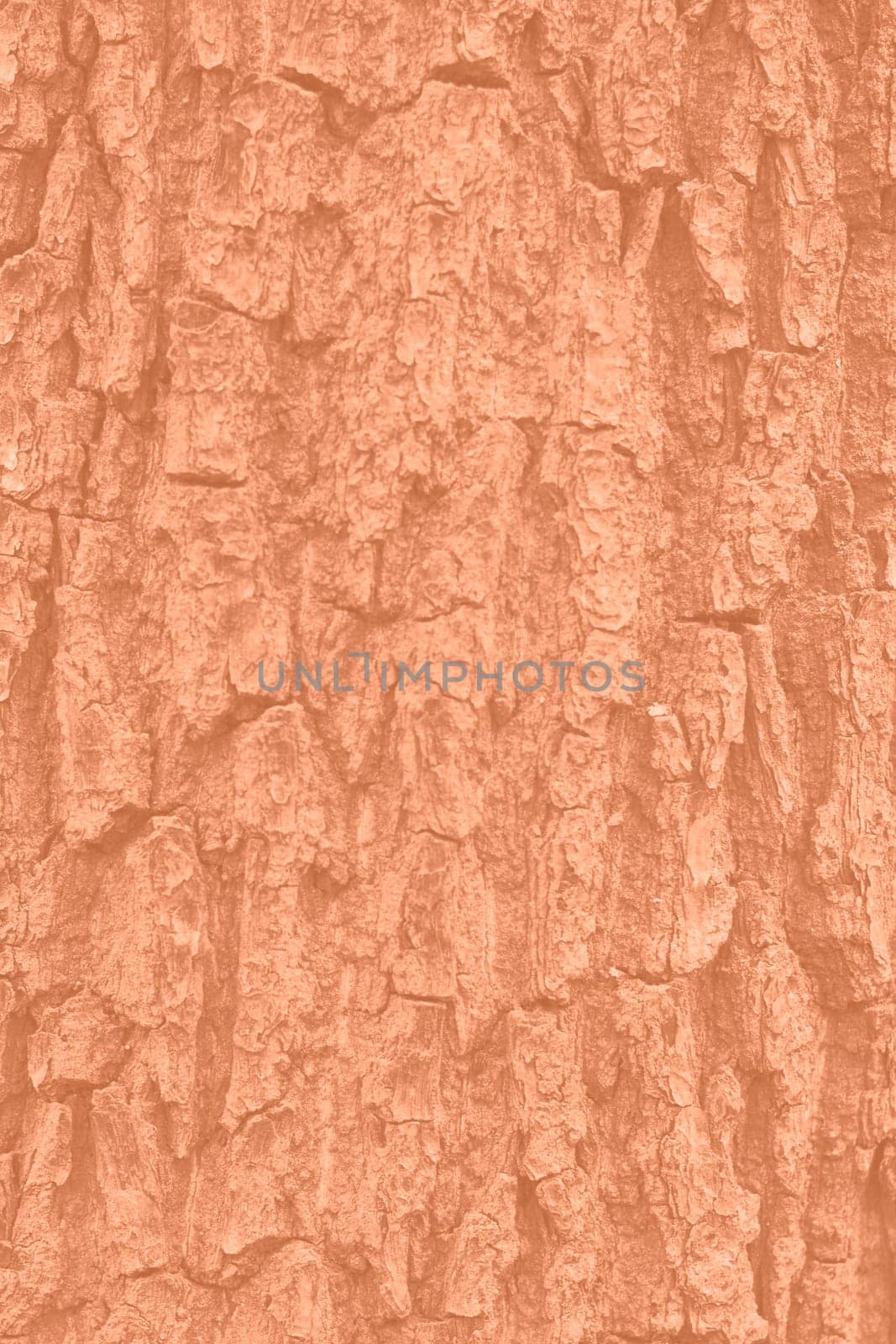 Tree bark texture peach color. Tree bark texture full frame in nature. Monochrome background. Trendy colour 2024. High quality photo