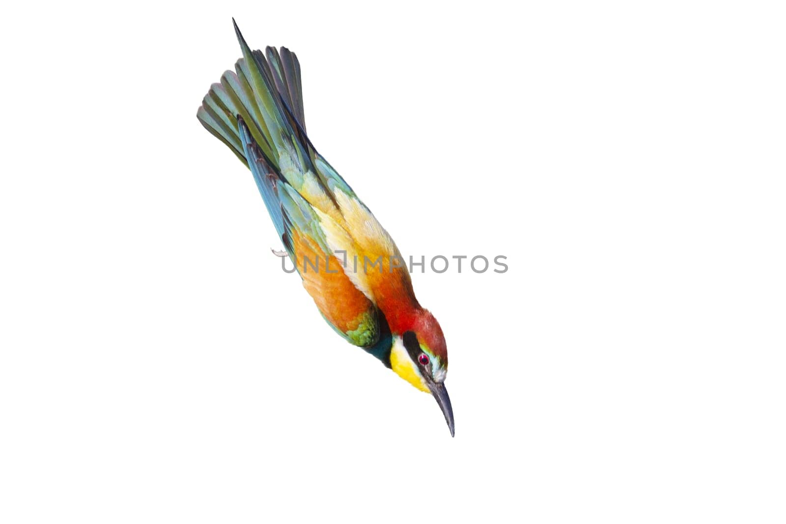 colorful bird flies very fast head down, wild nature