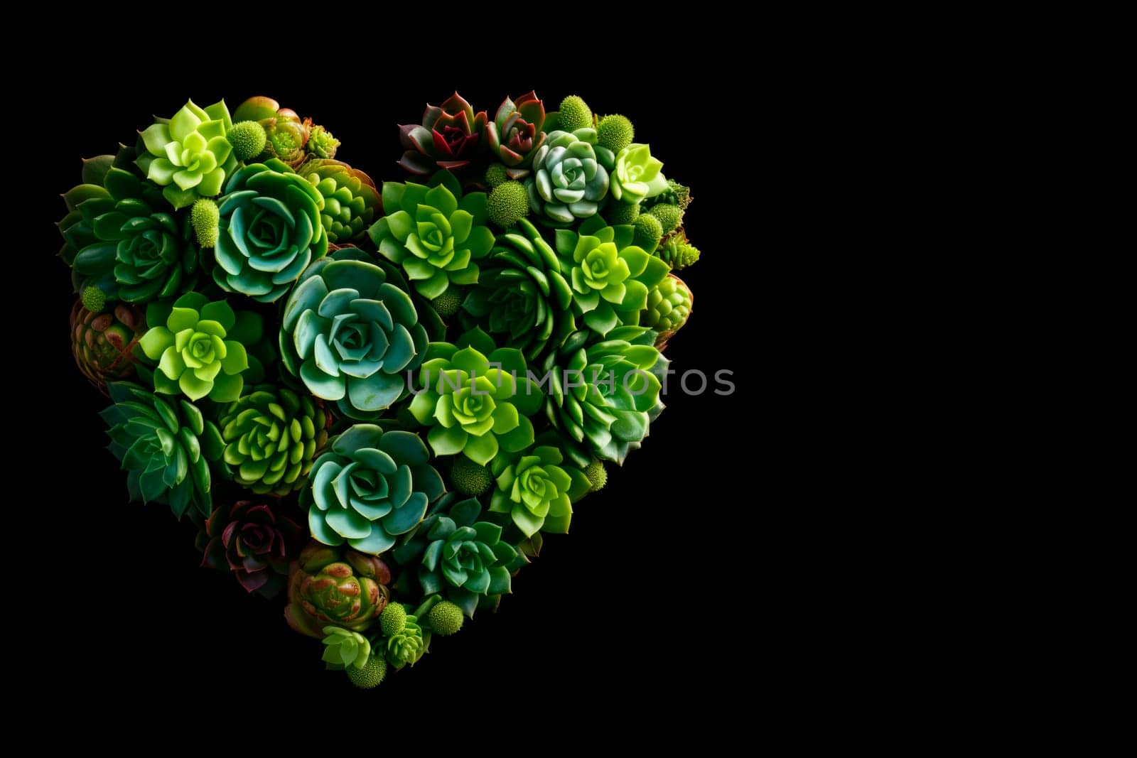 Succulents and cacti are laid out in the shape of a heart. The copy space. Minimalism.