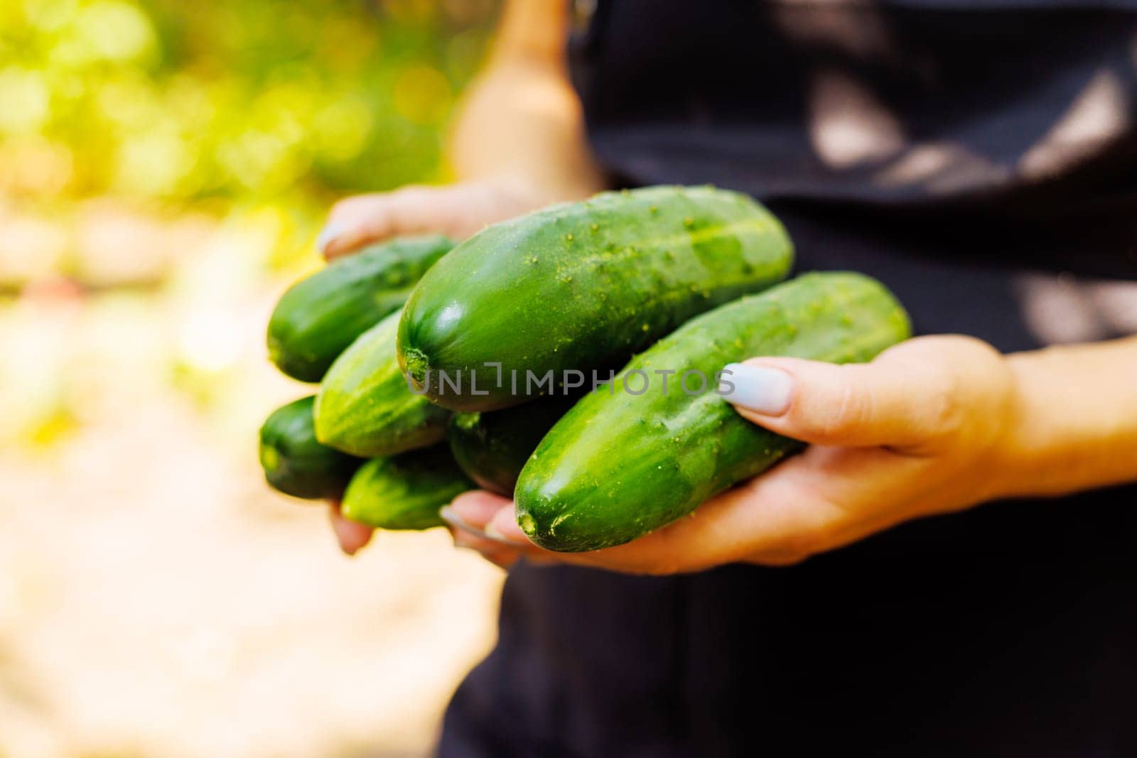 Woman holding in her hands freshly picked harvest of young cucumbers. Growing natural and healthy vegetables. Healthy lifestyle