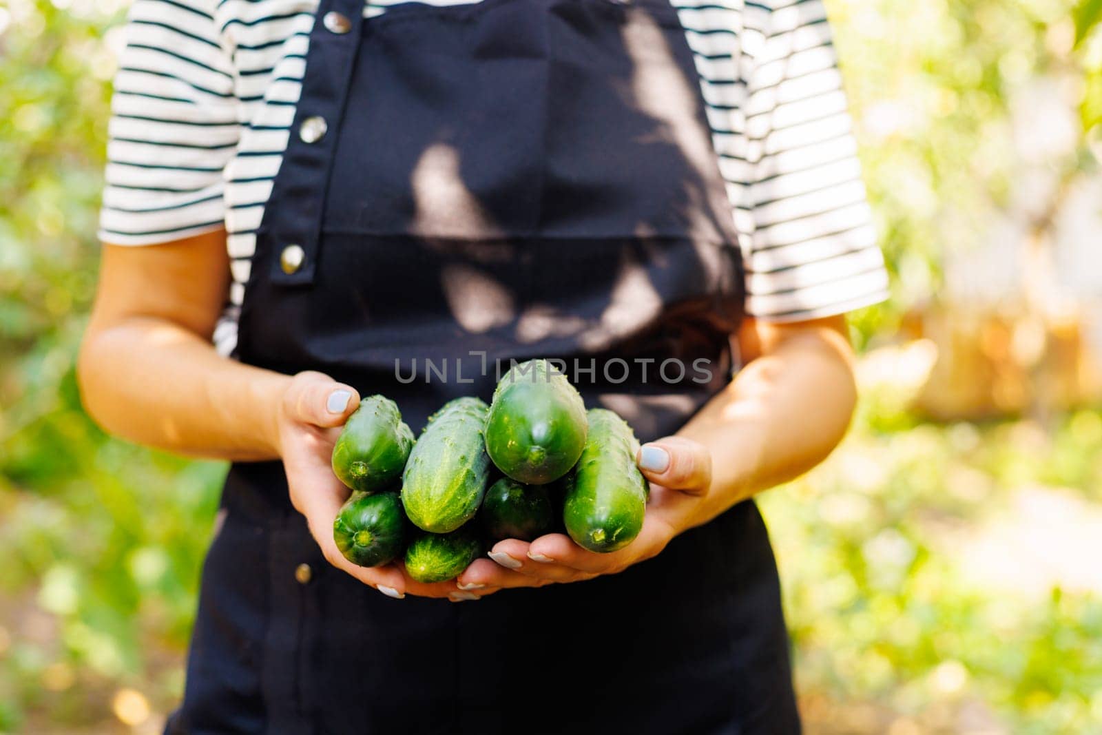 Woman holding in her hands freshly picked harvest of young cucumbers. Growing natural and healthy vegetables. Healthy lifestyle