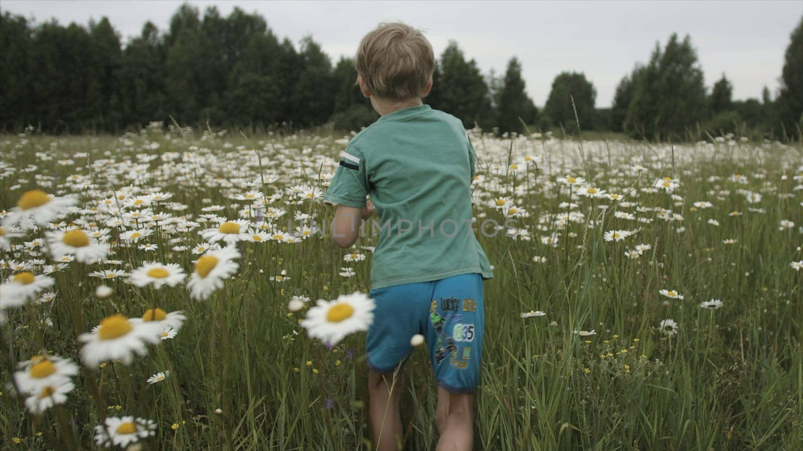 Boy runs through chamomile field. Creative. Rear view of boy running through meadow. Boy runs happily through chamomile meadow on summer day.