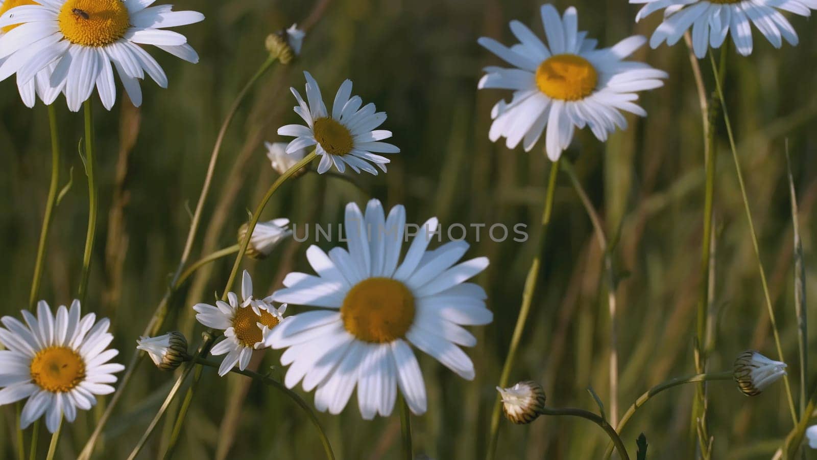 A beautiful chamomile grows in a field and insects crawl on it. CREATIVE. A flower with white petals and a yellow center. Insects are on the flower. The wind blows a flower growing in a clearing.