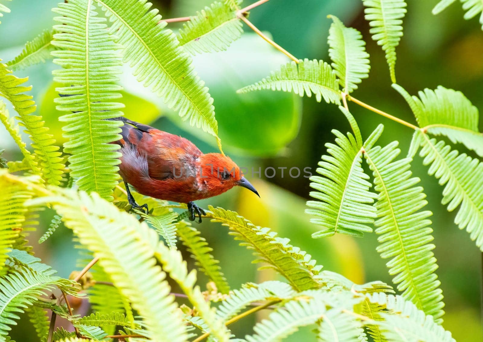 Apapane honeycreeper perched on a branch by Rajh_Photography