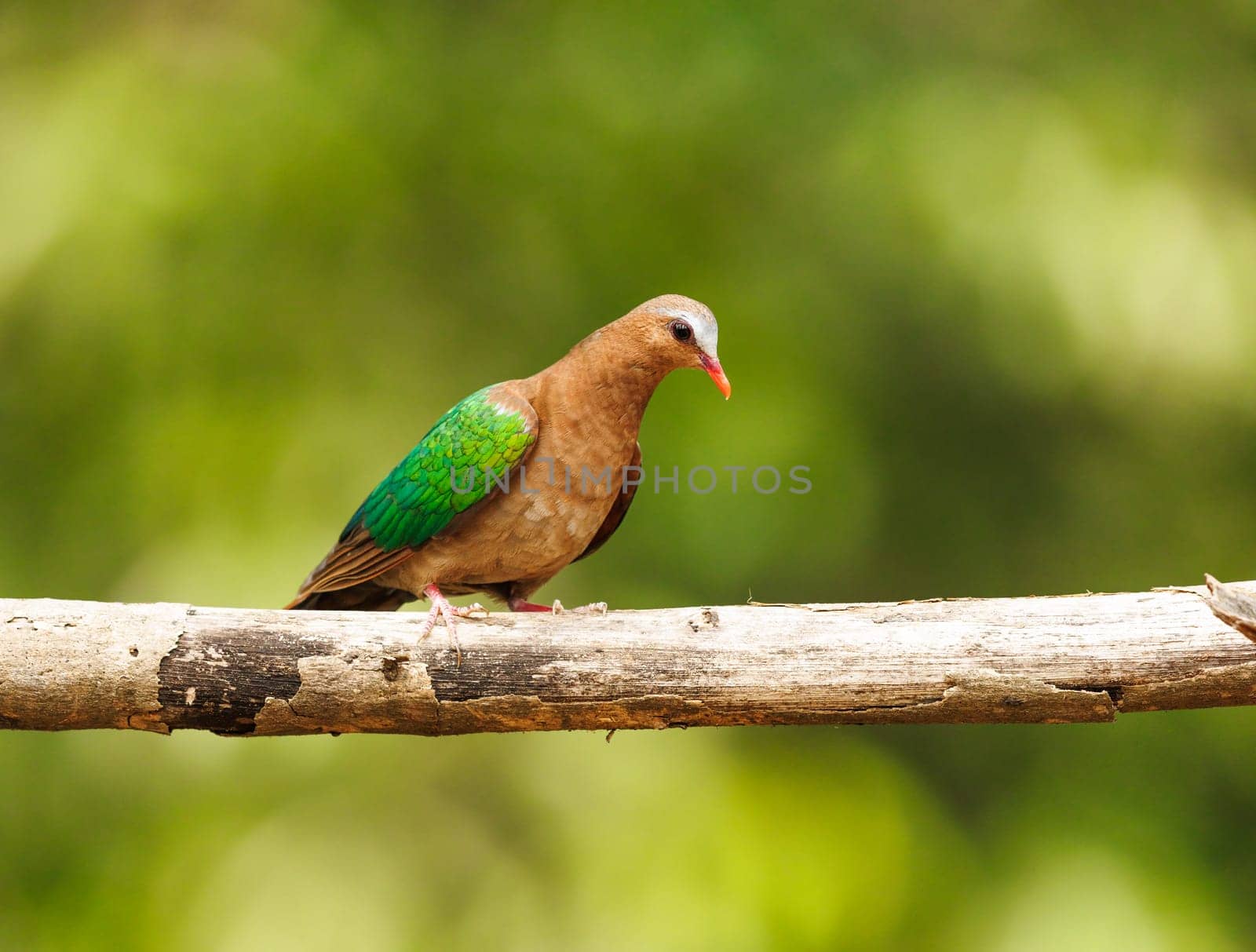 Asian Emerald Dove perched on a branch in Southern India