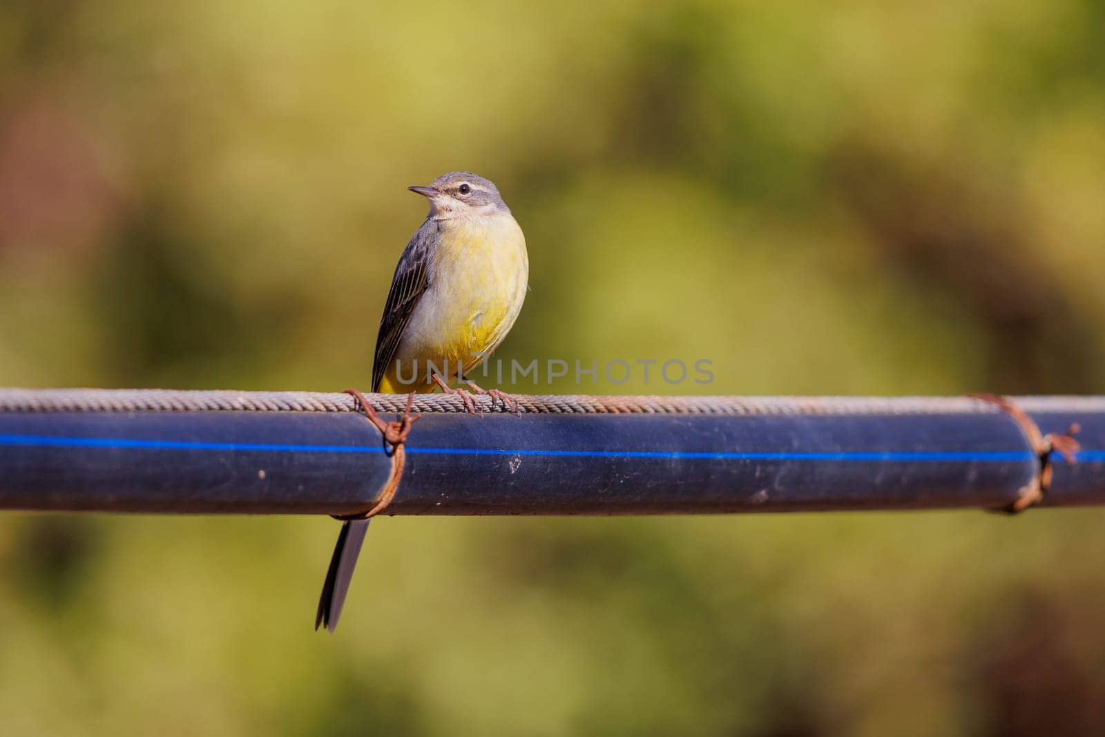 Grey Wagtail perched on a pipe in the Atlas mountains of Morocco