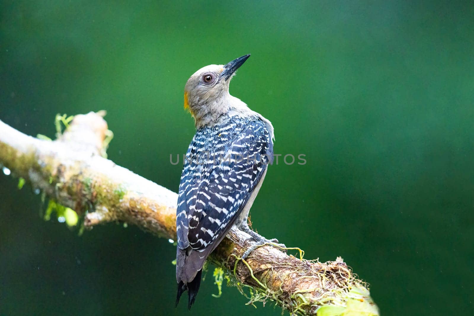 Hoffman's woodpecker perched on a tree branch in Costa Rica