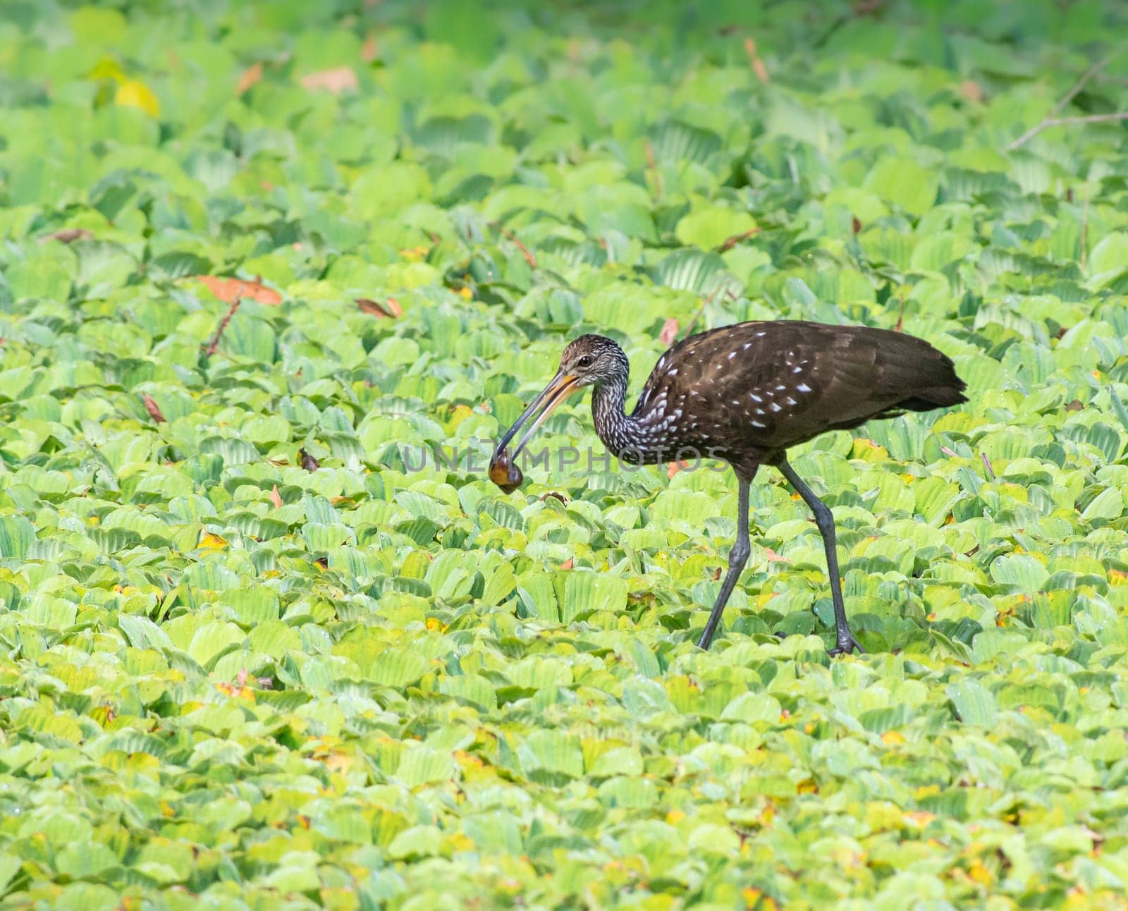 A Limpkin with a snail snack in a marsh by Rajh_Photography
