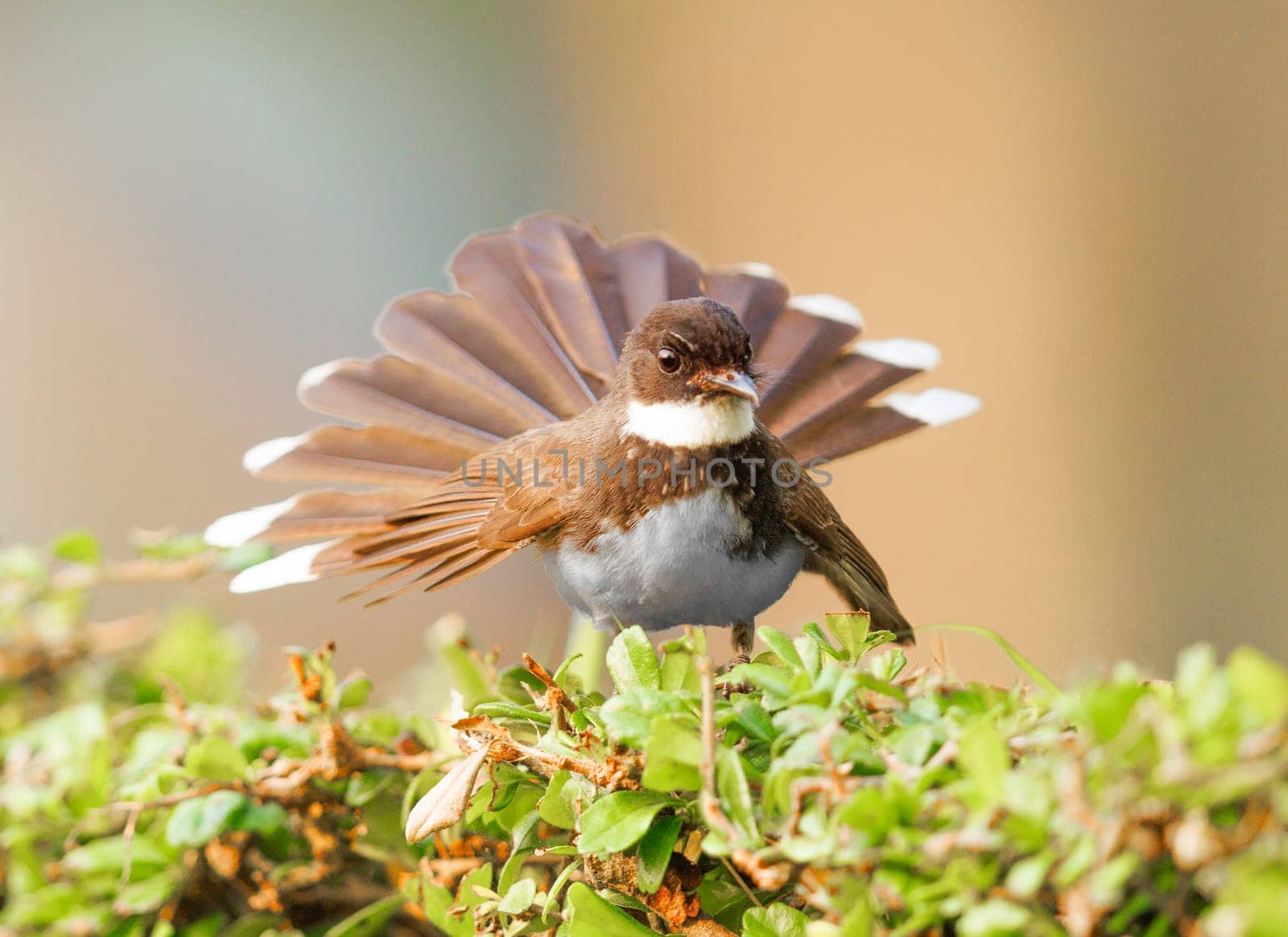 Malaysian Pied Fantail foraging in the gardens of Bangkok Thailand