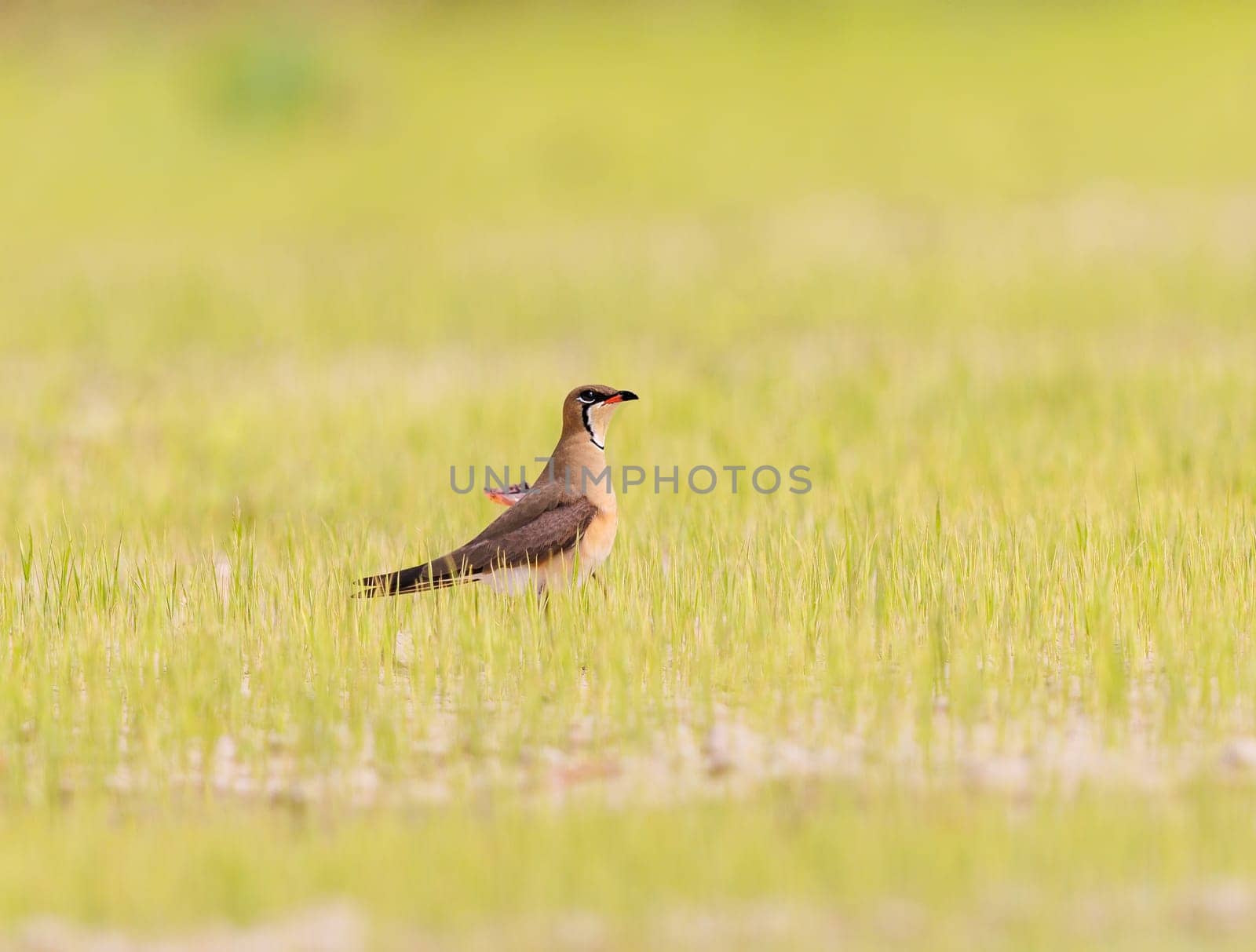 Oriental Pratincole foraging in the fields by Rajh_Photography
